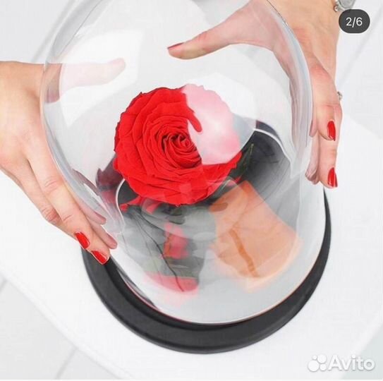 Роза в колбе. Живая