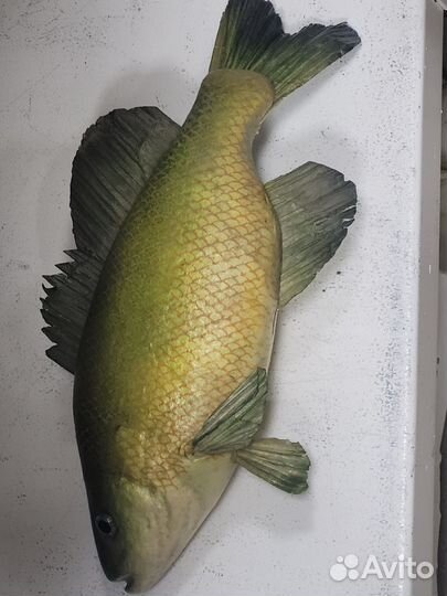 Рыбки декоративные