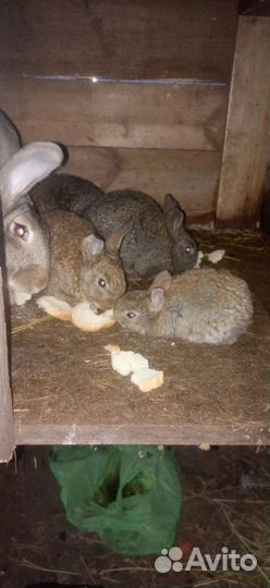 Кролики мясных породы фландер
