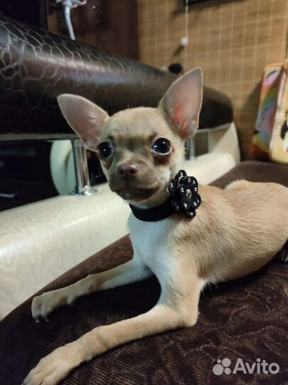 Ошейник со стразами Сваровски