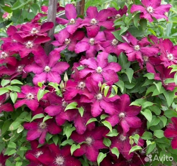 Клематис Мазовше (Mazowsze)