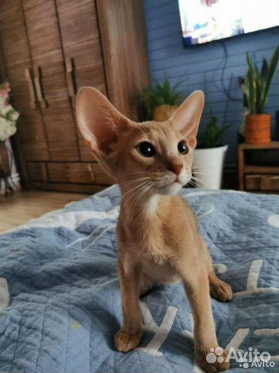 Абиссинское чудо