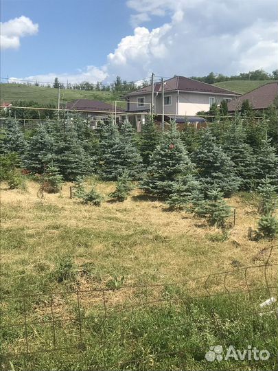 Ель голубая