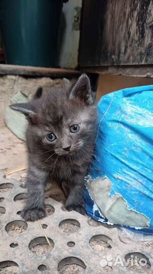 Котята в добрые руки приучены к лотку