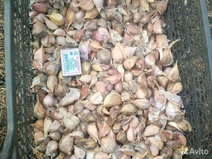 Семенной чеснок, чеснок на посадку
