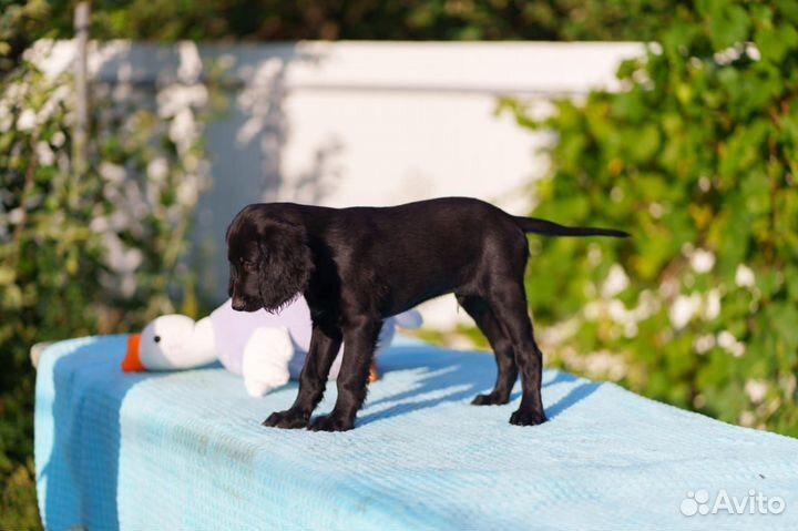 Щенки чёрного сеттера 3 мес