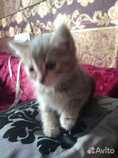 Котики бесплатно в добрые руки