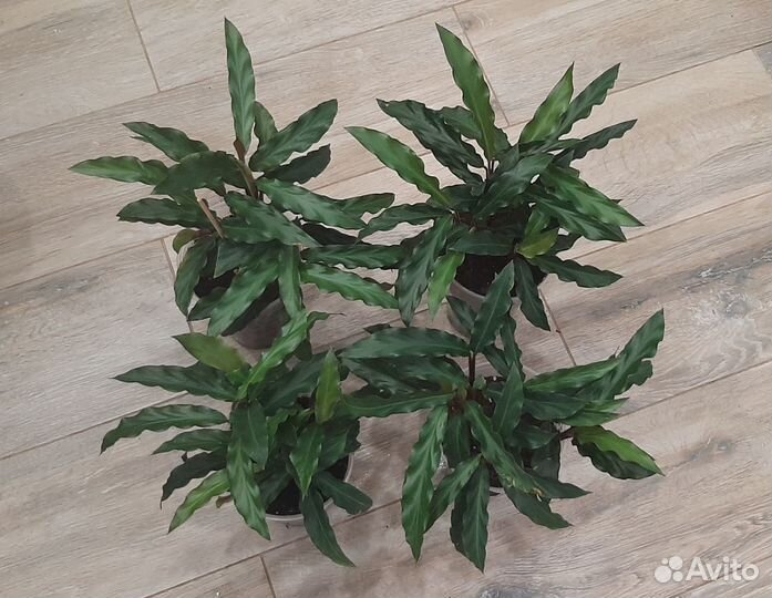 Ктенанта Амагрис, Калатея Руфибарба