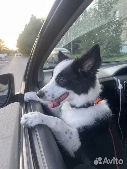 Бордер колли