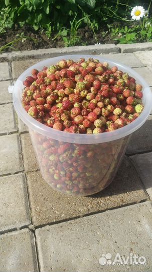 Клубника лесная