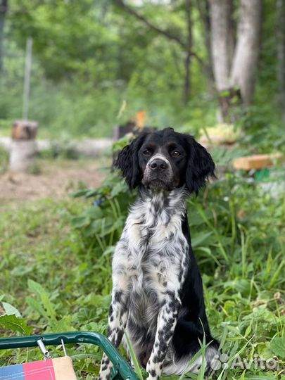 Бретонский эпаньоль