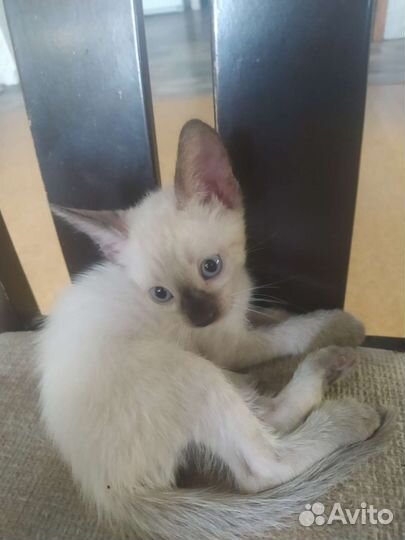 Кошки