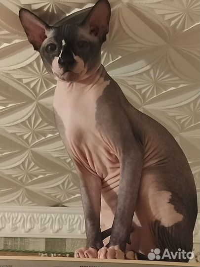 Канадский сфинкс вязка