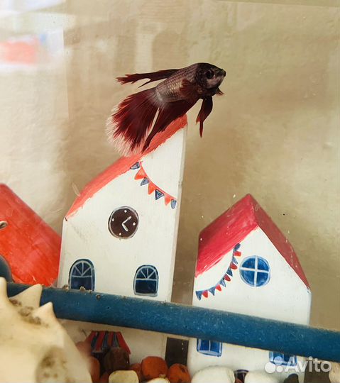 Рыбка петушок самец