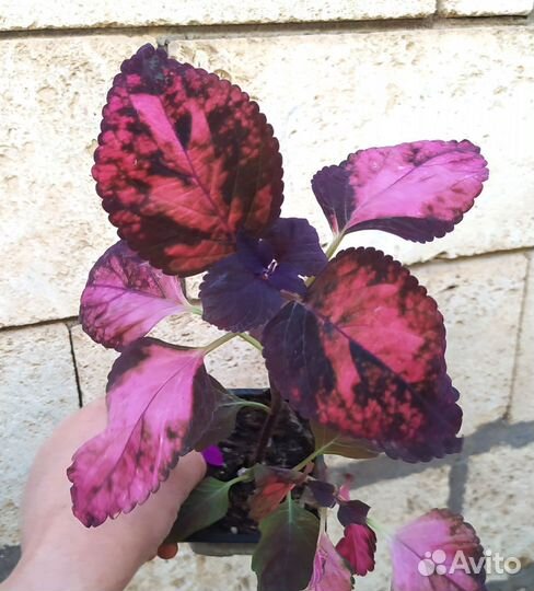 Колеусы сортовые. Цветы для дома и сада