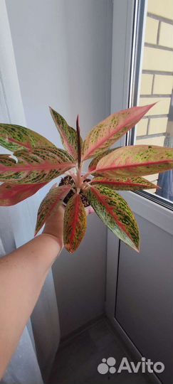 Аглаонема Red Legacy