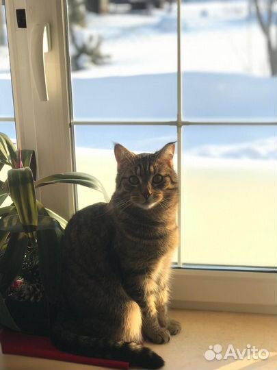 Потерялся кот