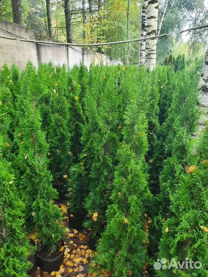 Туя западная смарагд