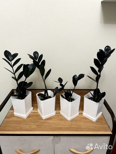 Замиокулькас черный ворон (zamioculcas raven)