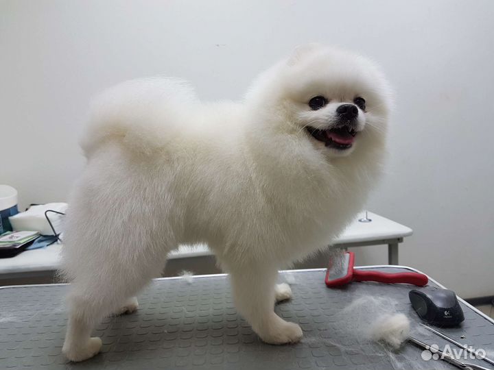 Шпиц белый для вязок