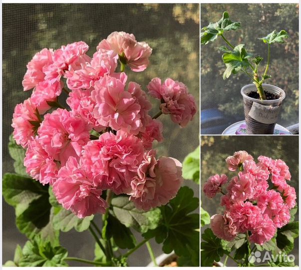 Сортовые пеларгонии