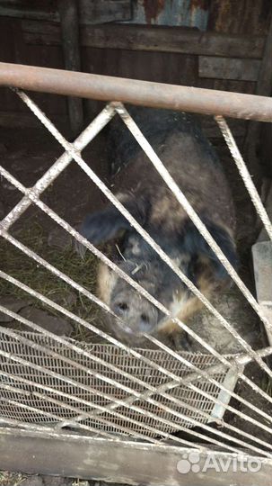 Венгерская мангалица