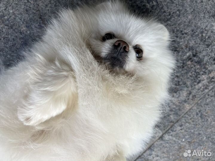 Померанский шпиц вязка кобель