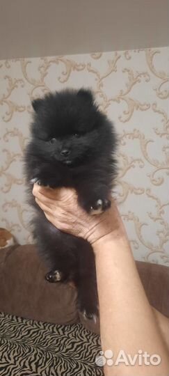 Немецкий шпиц