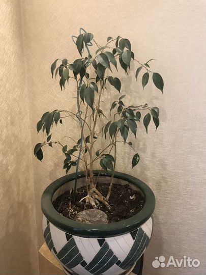 Фикус Бенджамина