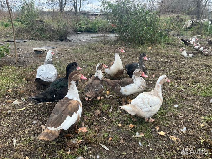 Утки индийский бегунок, индоутки