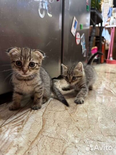 Британские вислоухие котята