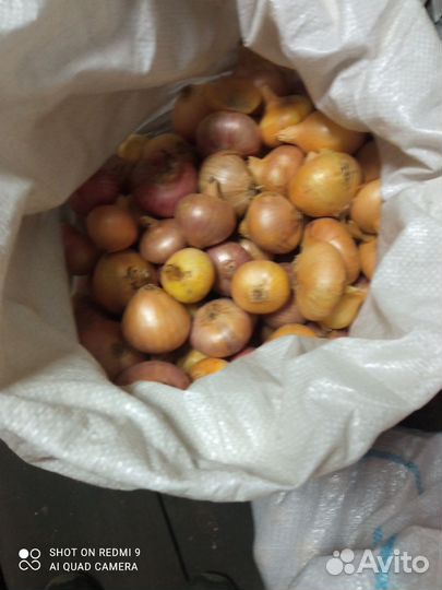 Лук семейный