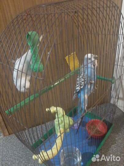 Пара волнистых попугаев с клеткой