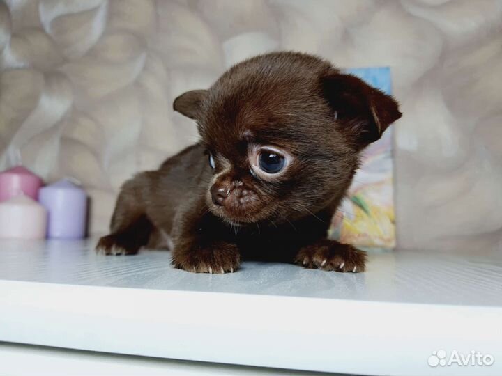 Девочка супер мини