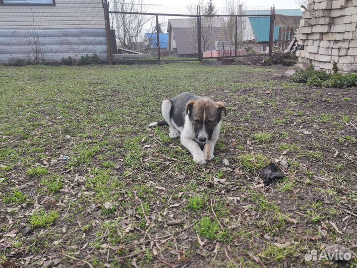 Красивые щенки