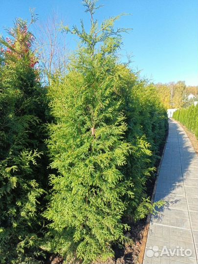 Живая изгородь Брабант