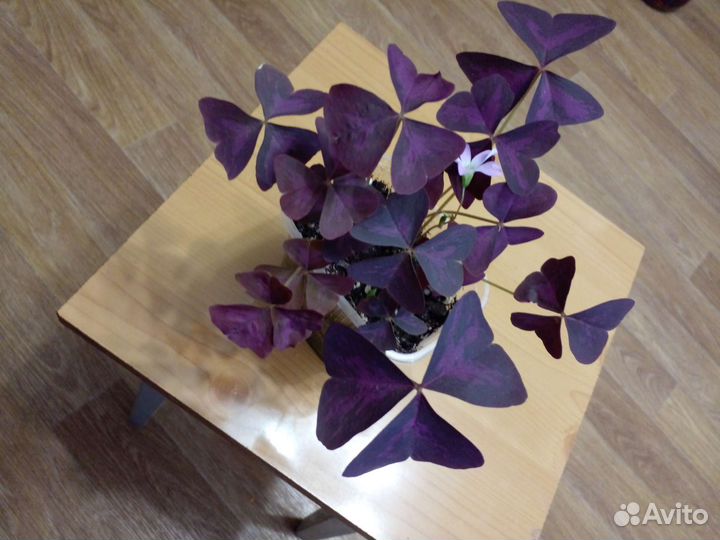 Комнатные цветы