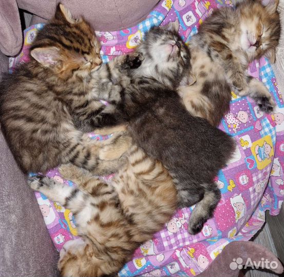 Курильский бобтейл