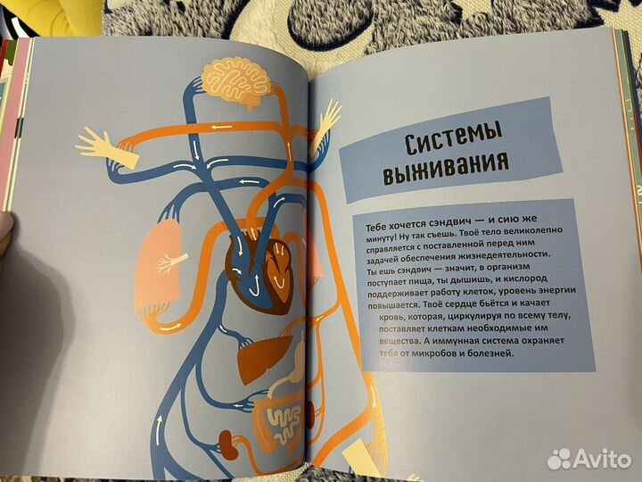 Энциклопедия тело человека