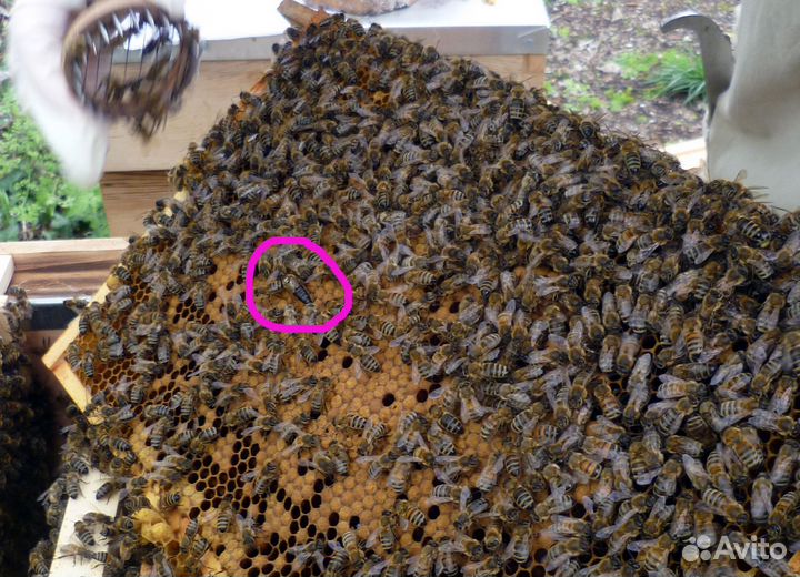 Продам пакеты пчел