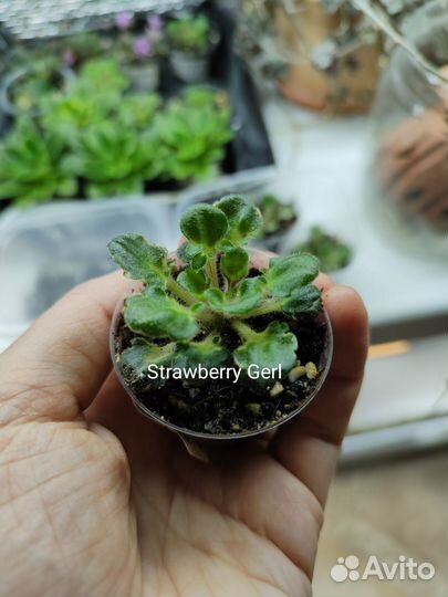 Фиалки миниатюрные и микромини