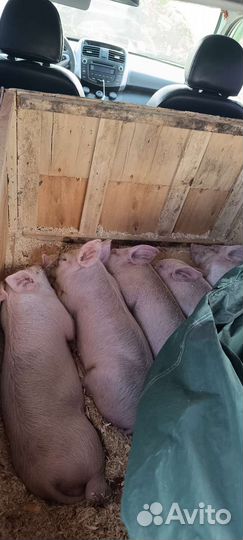 Поросята 1 месяц
