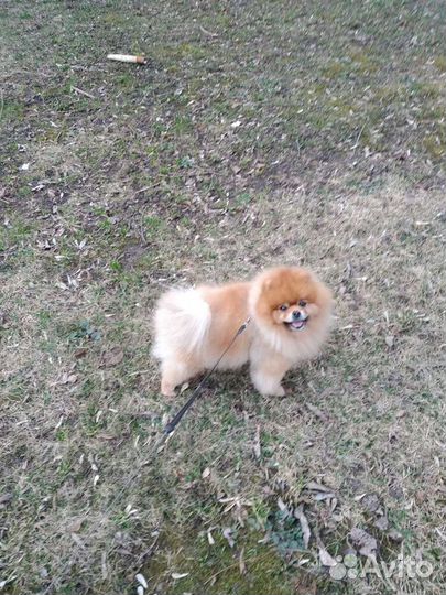 Выгуливать собак