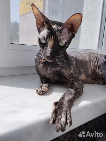 Канадский сфинкс