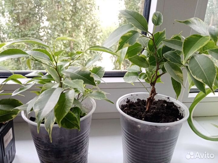 Фикус,гипоэстес,эписции,эониум,юкка, аихризор