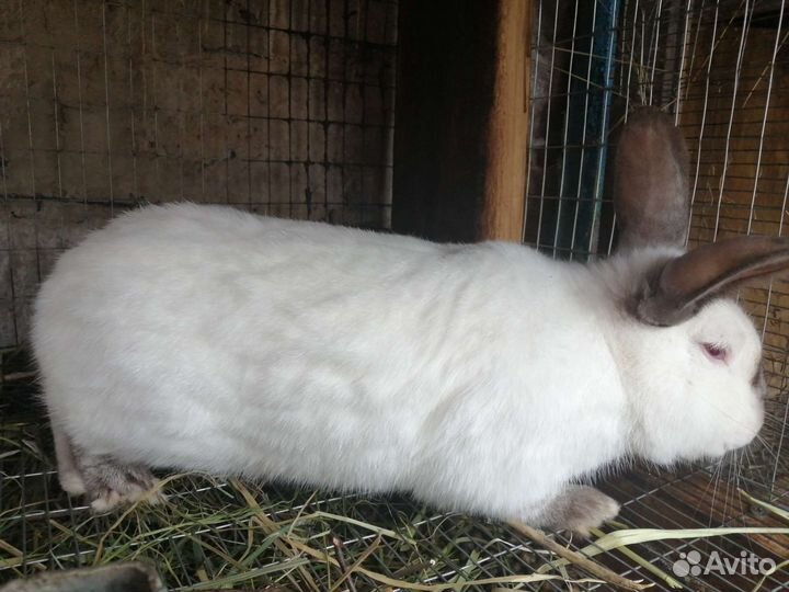 Крольчата