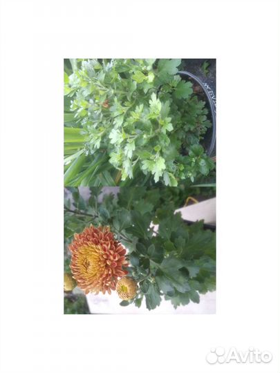 Садовые цветы и растения. Хризантема и Примула