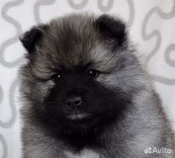 Щеночки волчьего шпица