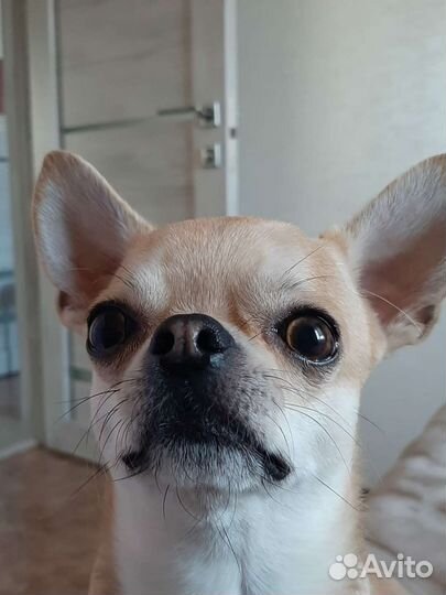 Вязка кобель чихуахуа