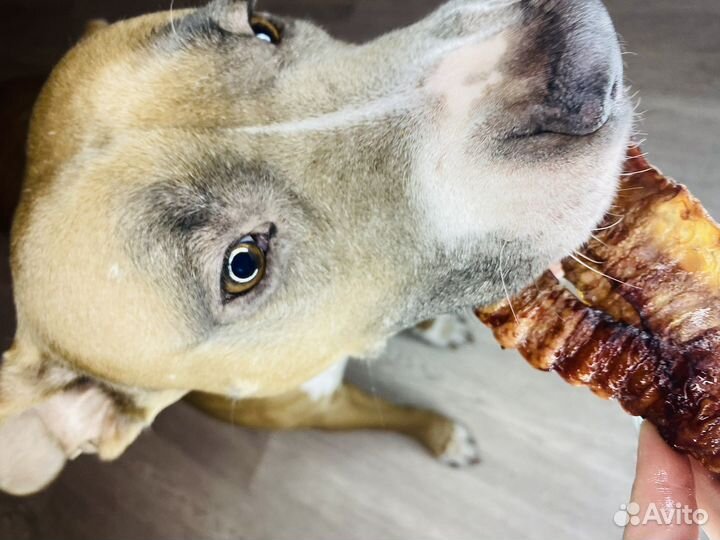 Лакомства для собак